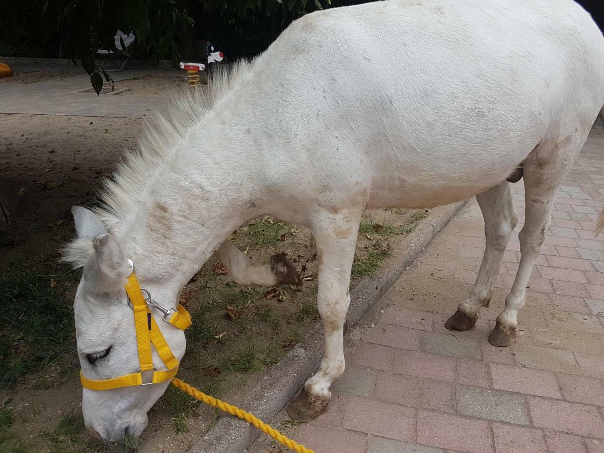 مبيت وإفطار Corbara  Agriturismo A Do' Cumparone المظهر الخارجي الصورة