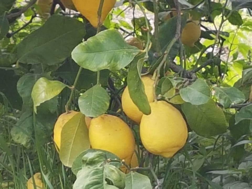 Corbara  Agriturismo A Do' Cumparone المظهر الخارجي الصورة