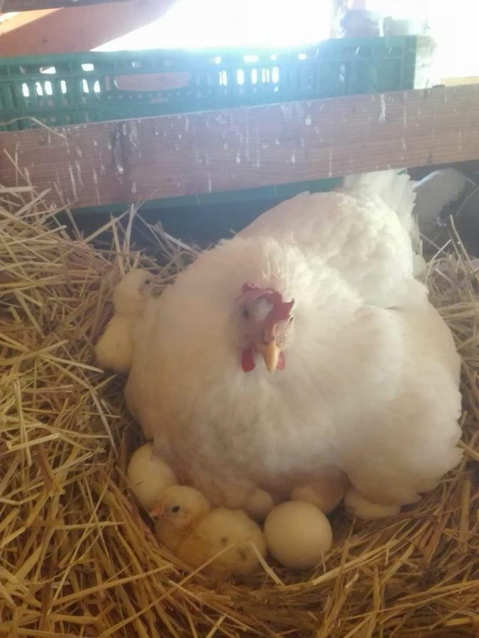 Corbara  Agriturismo A Do' Cumparone المظهر الخارجي الصورة
